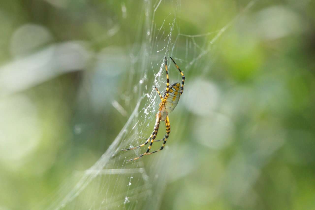 Image of Banded Argiope