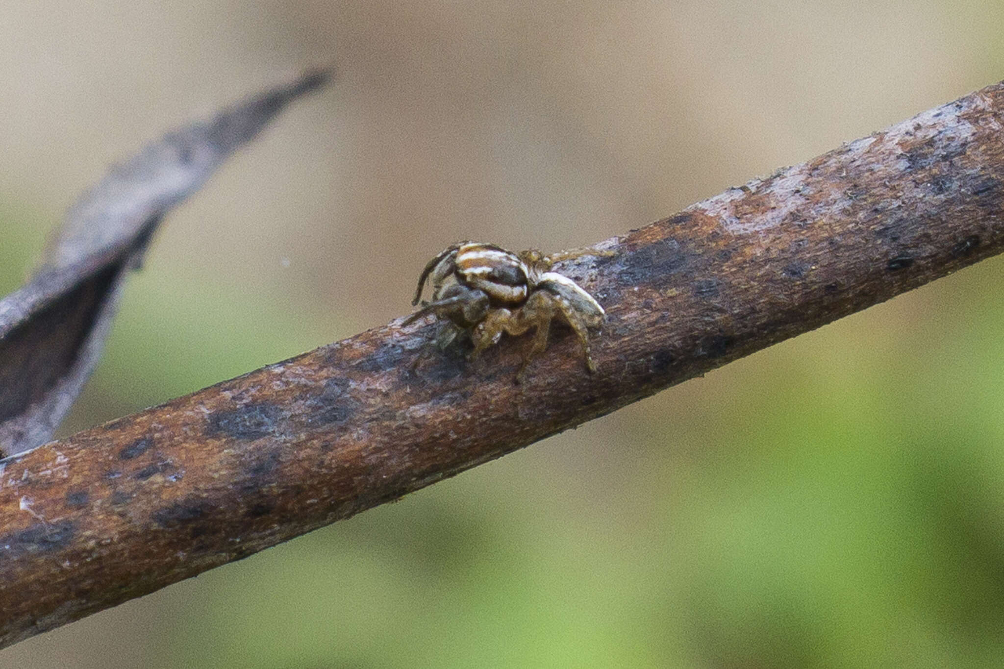 Image of Evarcha infrastriata (Keyserling 1881)