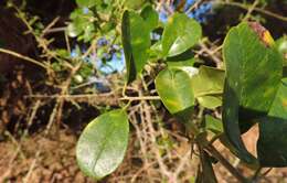 Image of African osage-orange