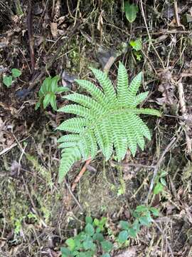 Слика од Steiropteris deltoidea (Sw.) Pic. Serm.