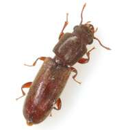 Image of Powderpost beetle