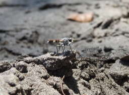 Image of Three-banded Robber Fly