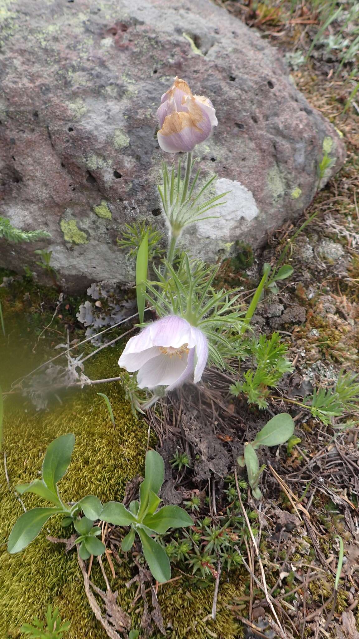 Image of Pulsatilla patens subsp. nuttalliana (DC.) Grey-Wilson