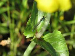 Image of Black-fronted Forktail