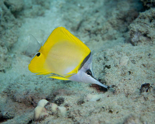 Image of Longnose butterflyfishes