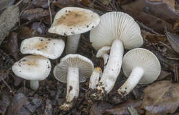 Image de Hygrophorus leucophaeo-ilicis Bon & Chevassut 1985