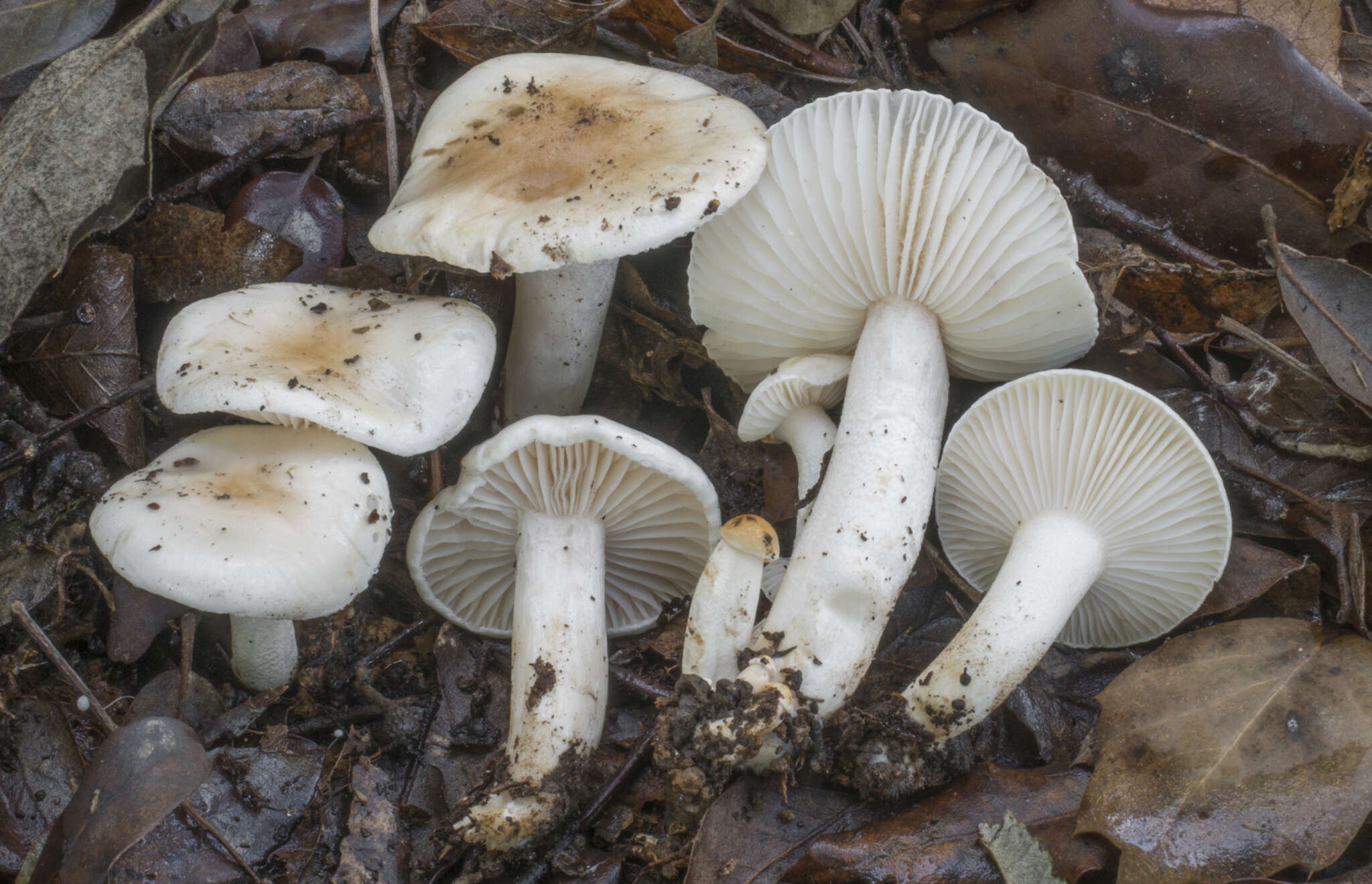 Image de Hygrophorus leucophaeo-ilicis Bon & Chevassut 1985