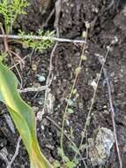 Image of sandweed