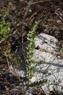 Image of Scrub Pinweed