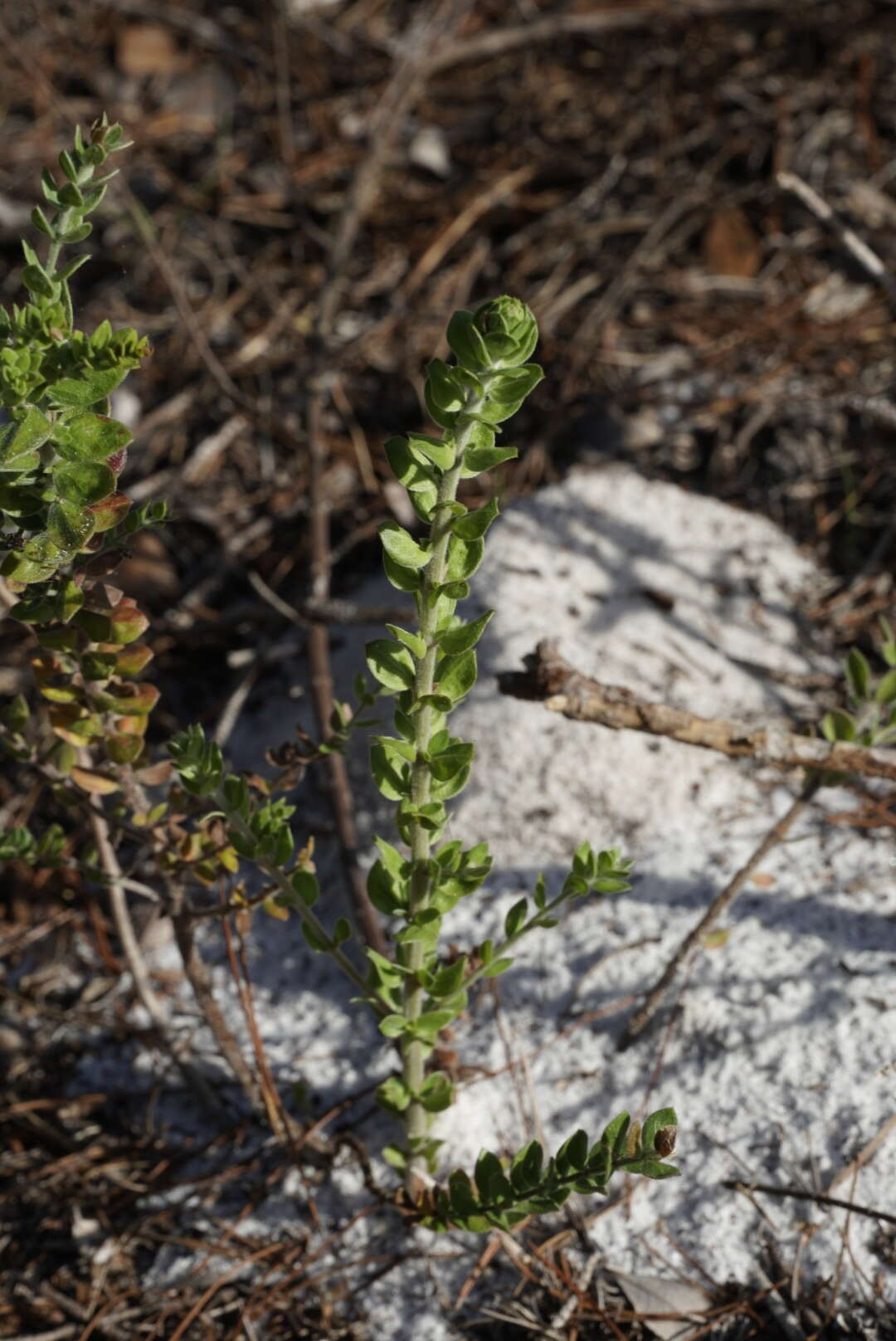 Image of Scrub Pinweed