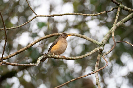 Imagem de Turdus pelios Bonaparte 1850