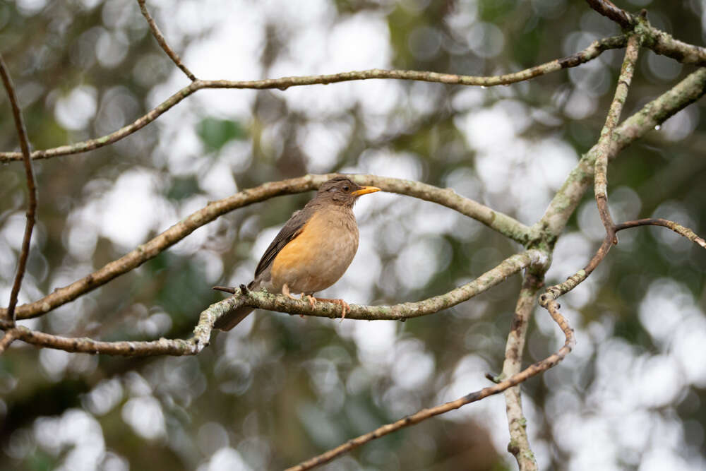 Image of African Thrush