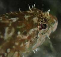 Image of Sharpnose sculpin