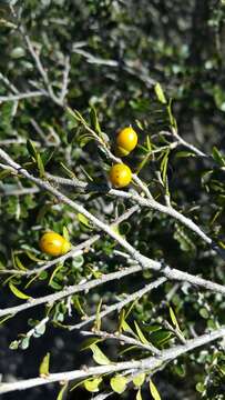 Sivun Diospyros myriophylla (H. Perrier) G. E. Schatz & Lowry kuva