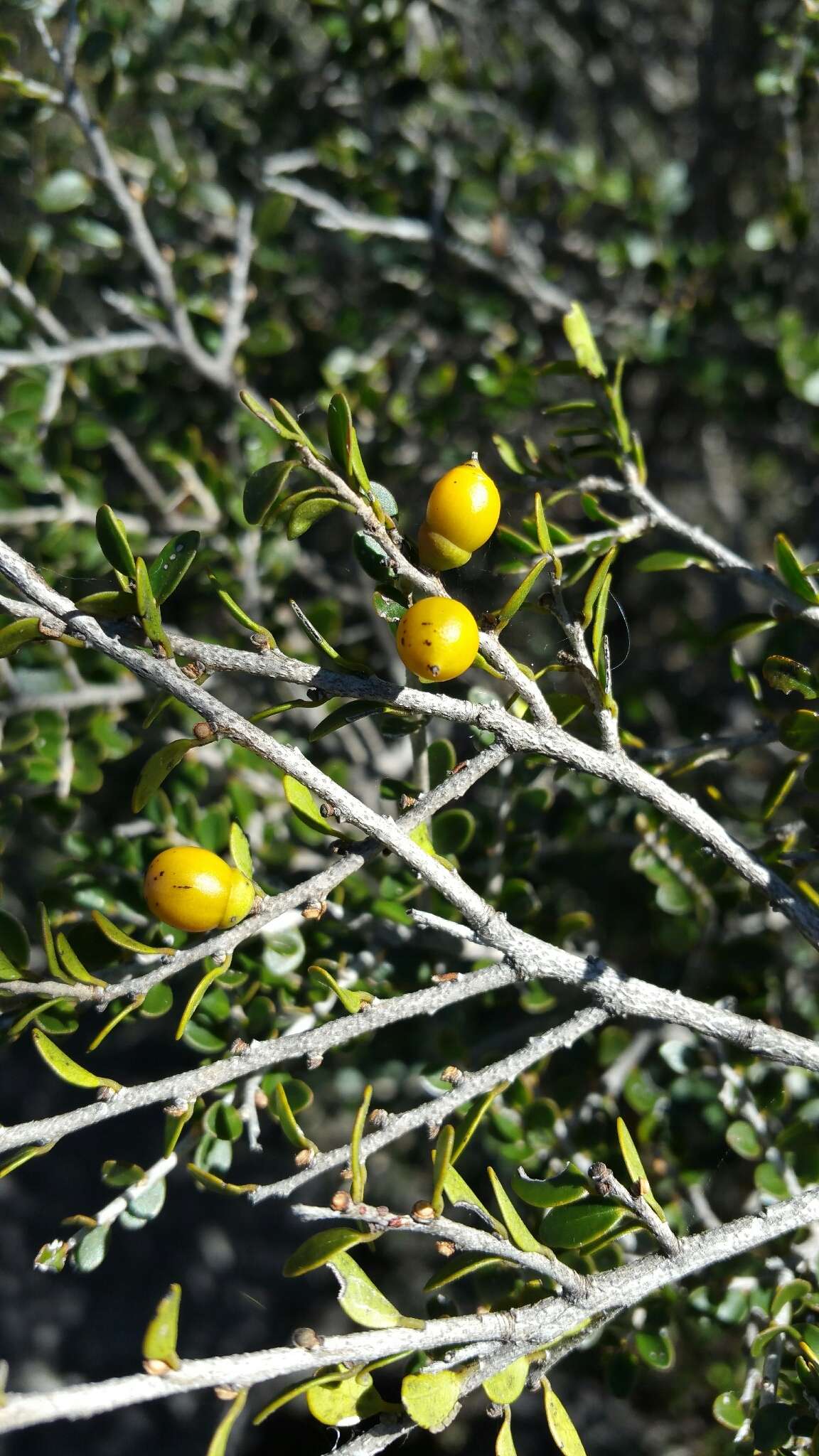 Image de Diospyros myriophylla (H. Perrier) G. E. Schatz & Lowry