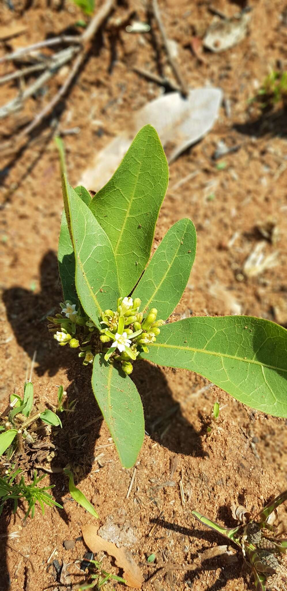 Imagem de Dichapetalum cymosum (Hook.) Engl.