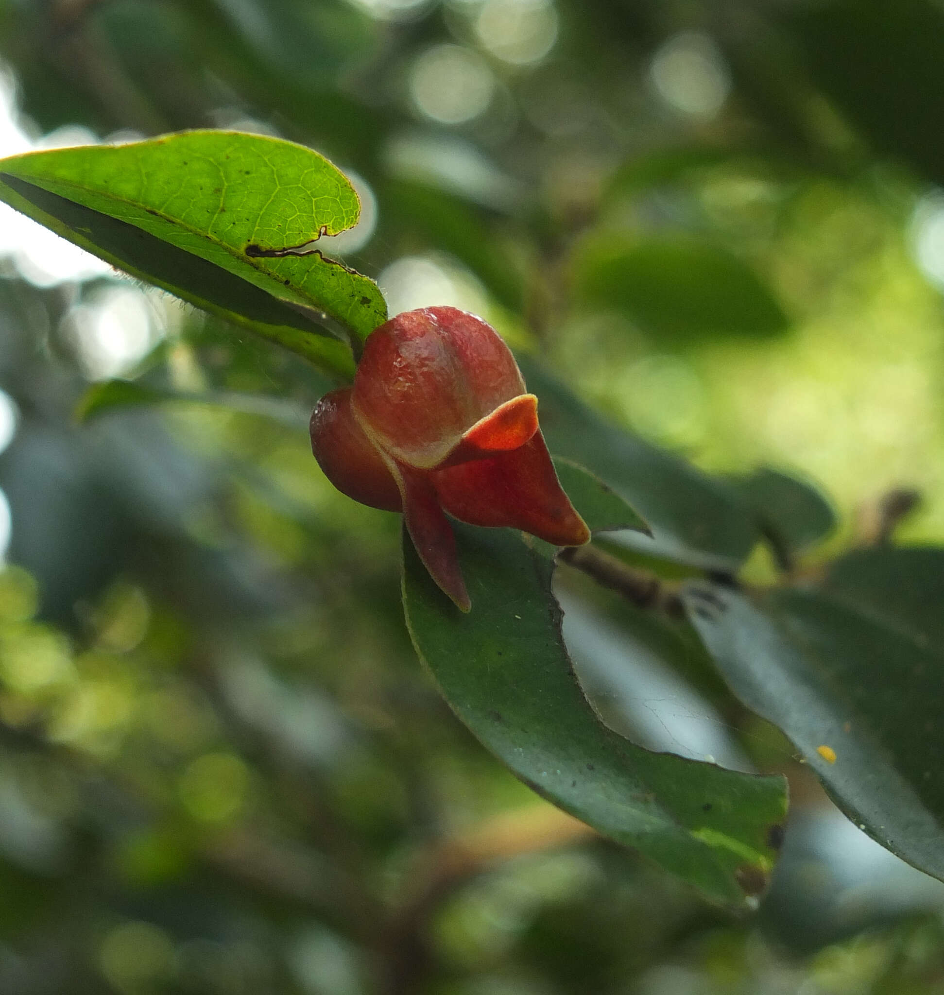 Plancia ëd Miliusa eriocarpa Dunn