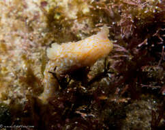 Imagem de Gymnodoris okinawae Baba 1936