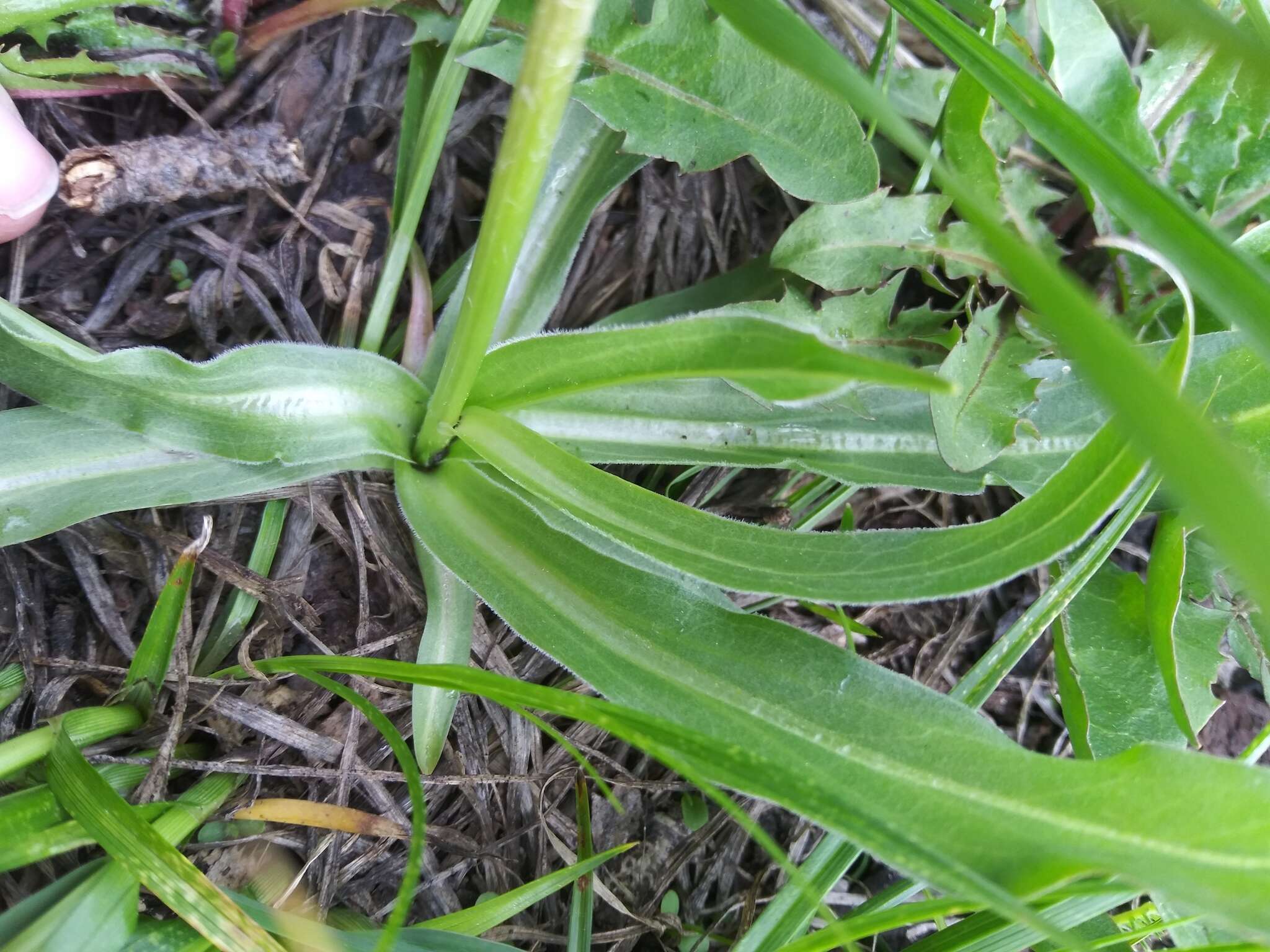 Image of speckled false dandelion