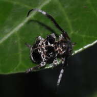 Image of Tessarecphora arachnoides Thomson 1857