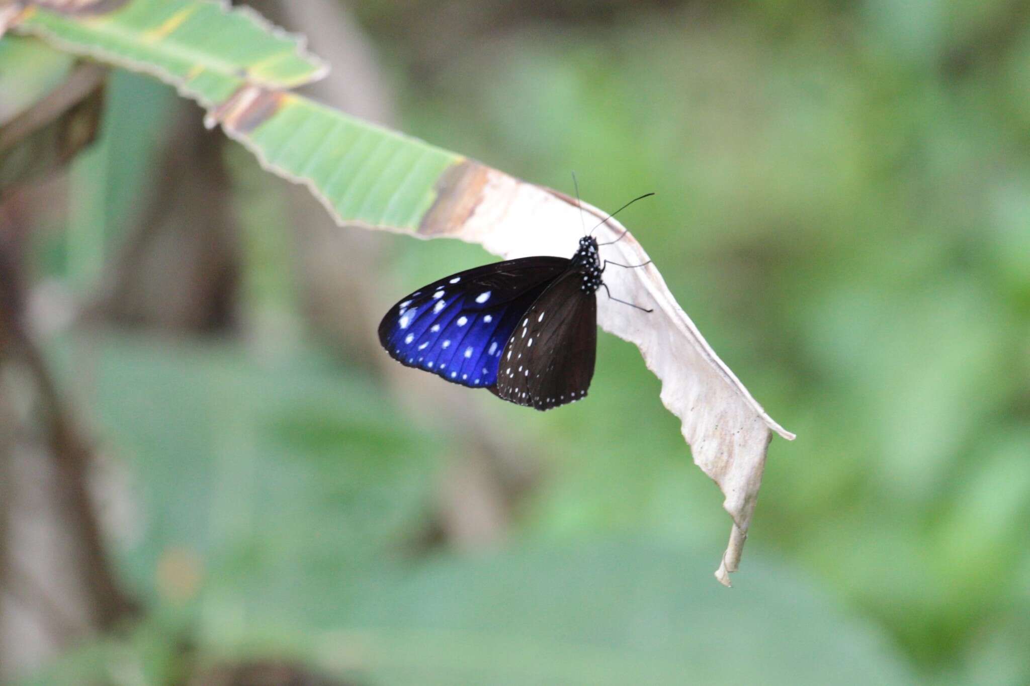 Image of Euploea mulciber basilissa Cramer 1782