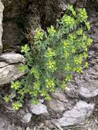 Euphorbia schizoloba Engelm. resmi