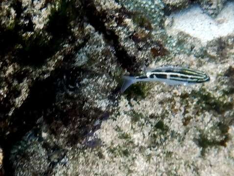 Image of Black-and-white monocle bream