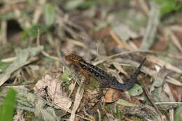 Image of Haseman's Gecko