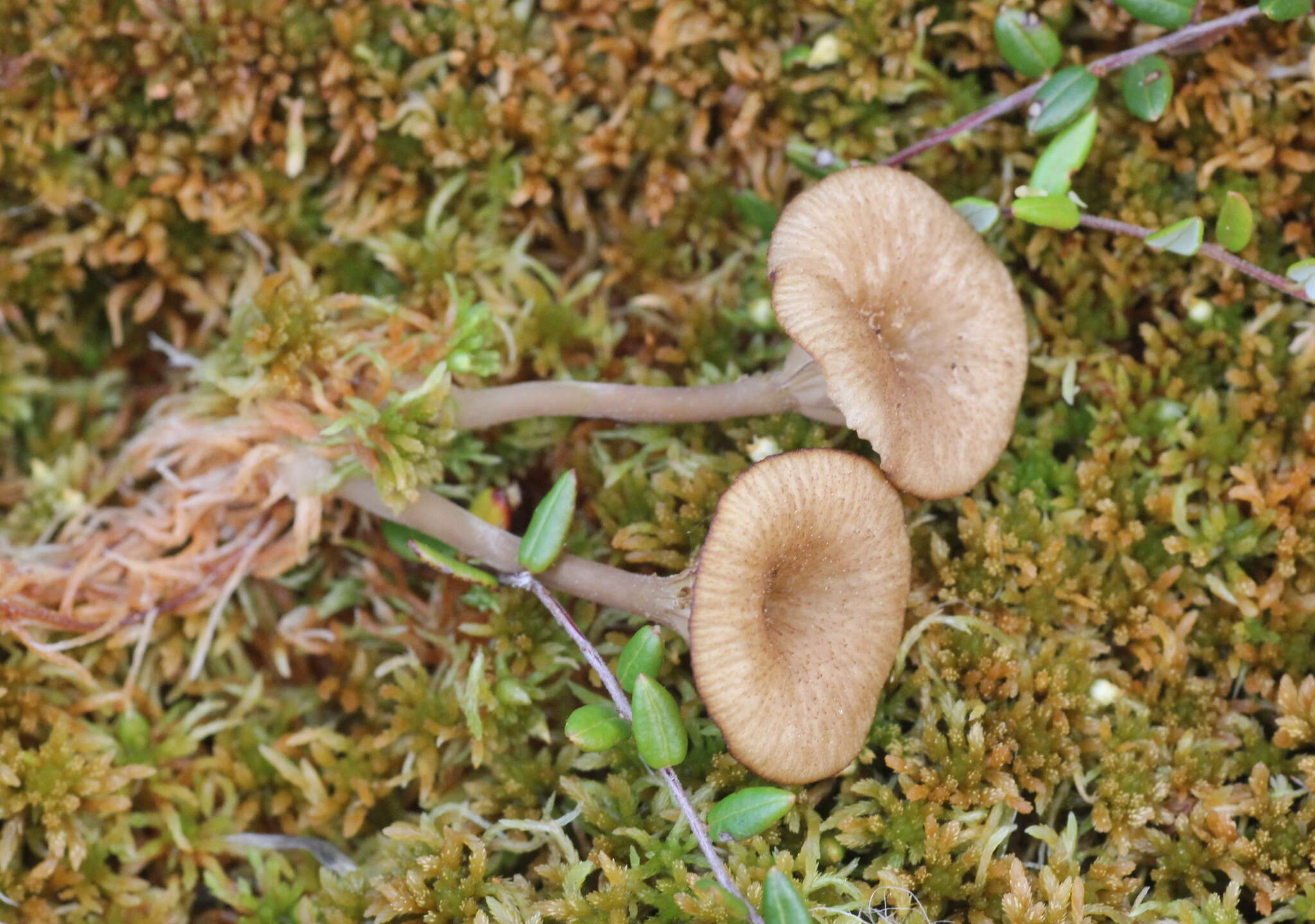 Image of Arrhenia sphagnicola (Berk.) Redhead, Lutzoni, Moncalvo & Vilgalys 2002