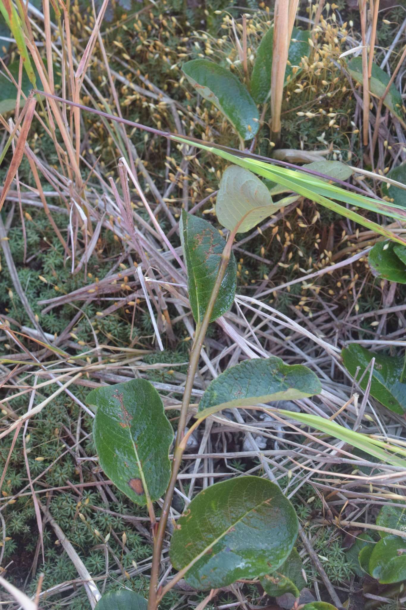 Image of Salix nakamurana Koidzumi