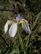 Image of Fairy Iris