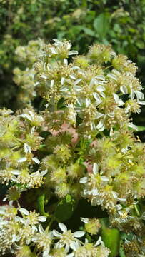 Image of Montanoa tomentosa var. microcephala (Sch. Bip.) B. L. Turner