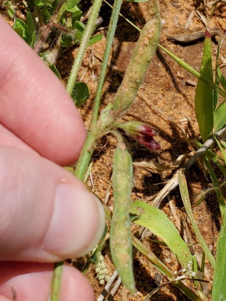 Image of Tephrosia burchellii Burtt Davy