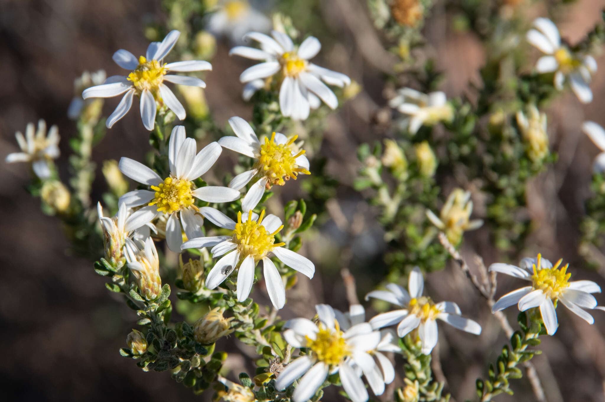 Слика од Olearia pimeleoides (DC.) Benth.