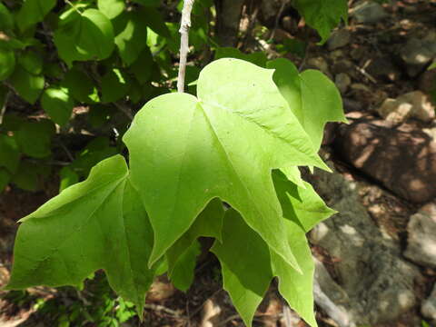 Image of Jatropha malacophylla Standl.