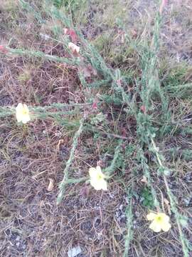 Oenothera parodiana Munz的圖片