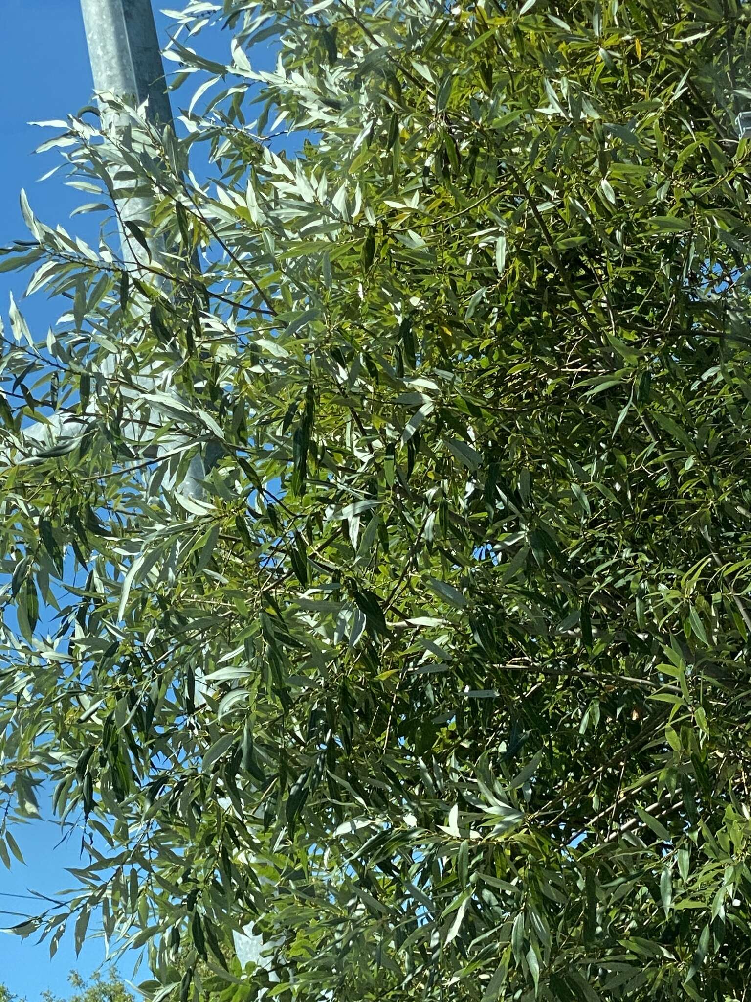 Image of Salix lasiandra var. lasiandra