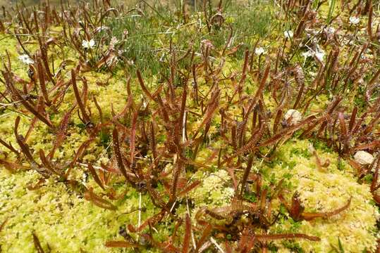 Image of Drosera arcturi Hook.