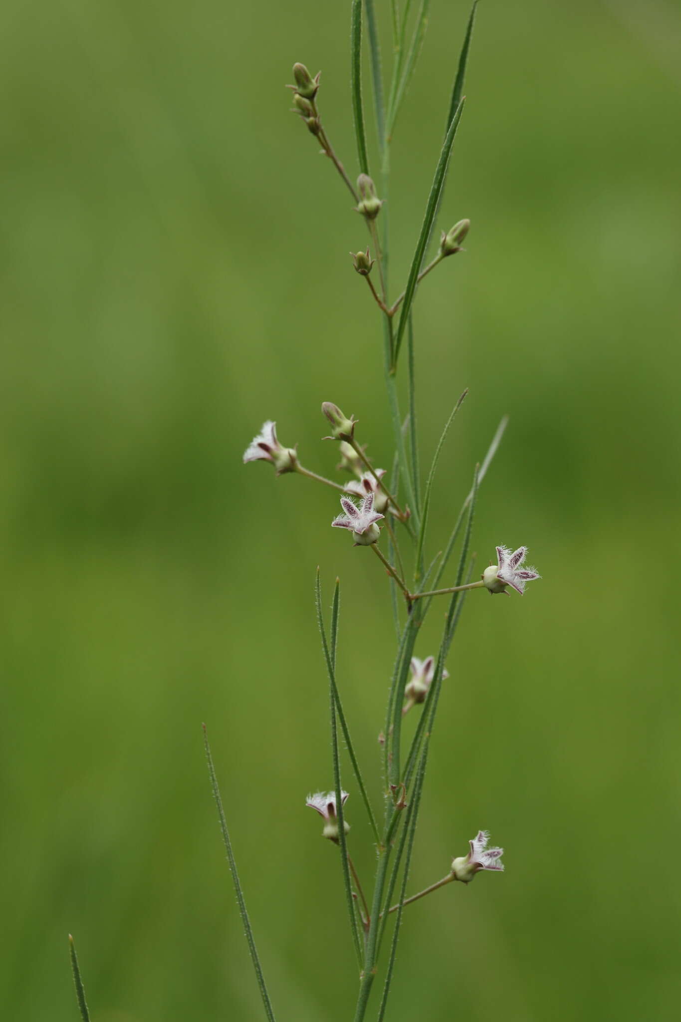 Image of Sisyranthus virgatus E. Mey.