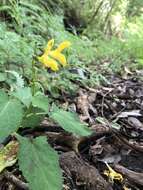 Image of Salvia japonica var. formosana Murata