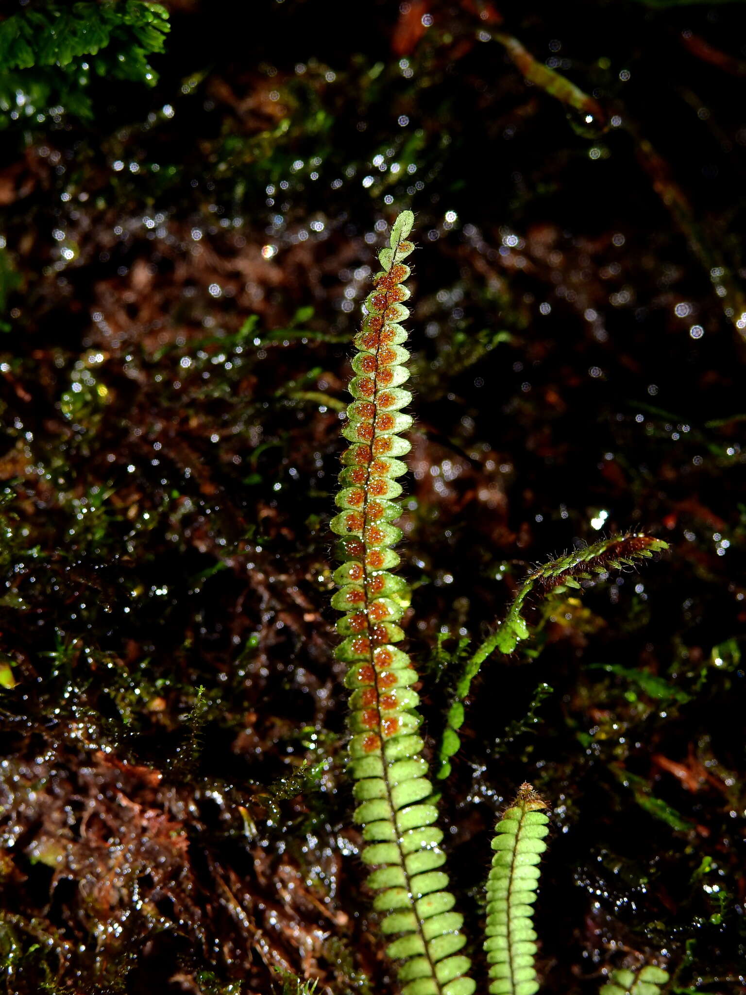Image of Moranopteris taenifolia (Jenm.) R. Y. Hirai & J. Prado