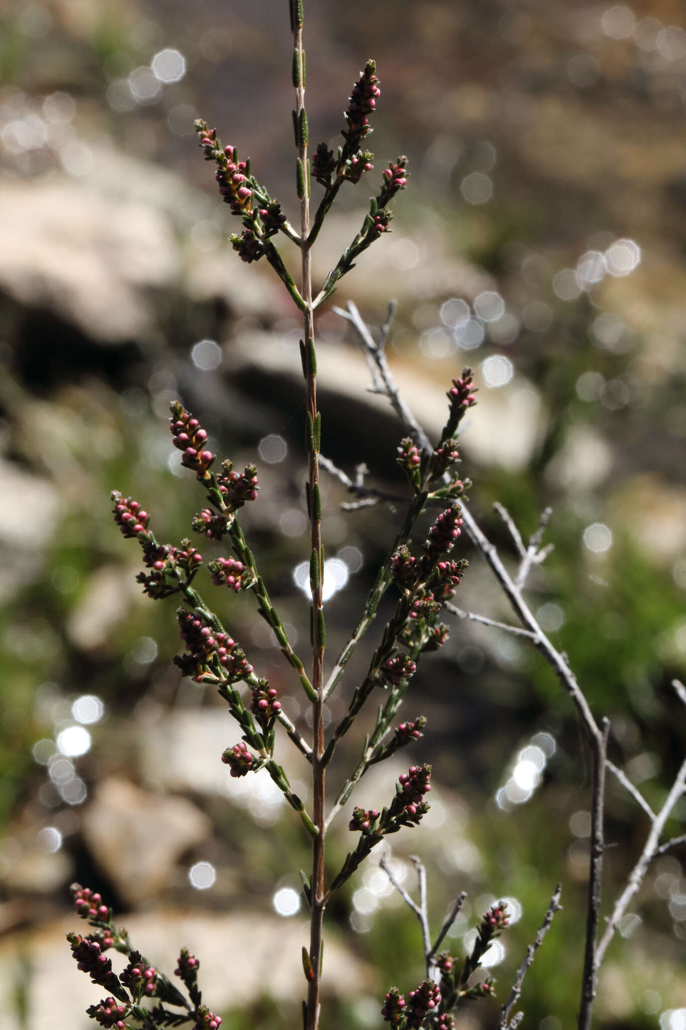 Imagem de Micromyrtus sessilis J. W. Green