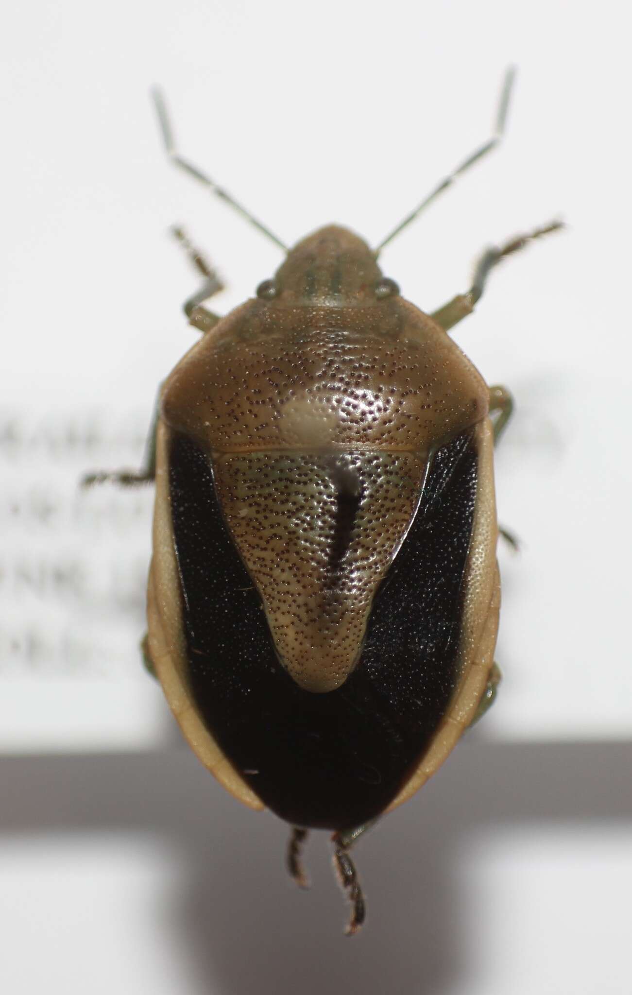 Image of Chlorochroa (Rhytidolomia) osborni (Van Duzee 1904)