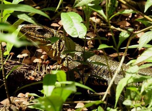 صورة Tupinambis cuzcoensis Murphy, Jowers, Lehtinen, Charles, Colli, Peres Jr., Hendry & Pyron 2016