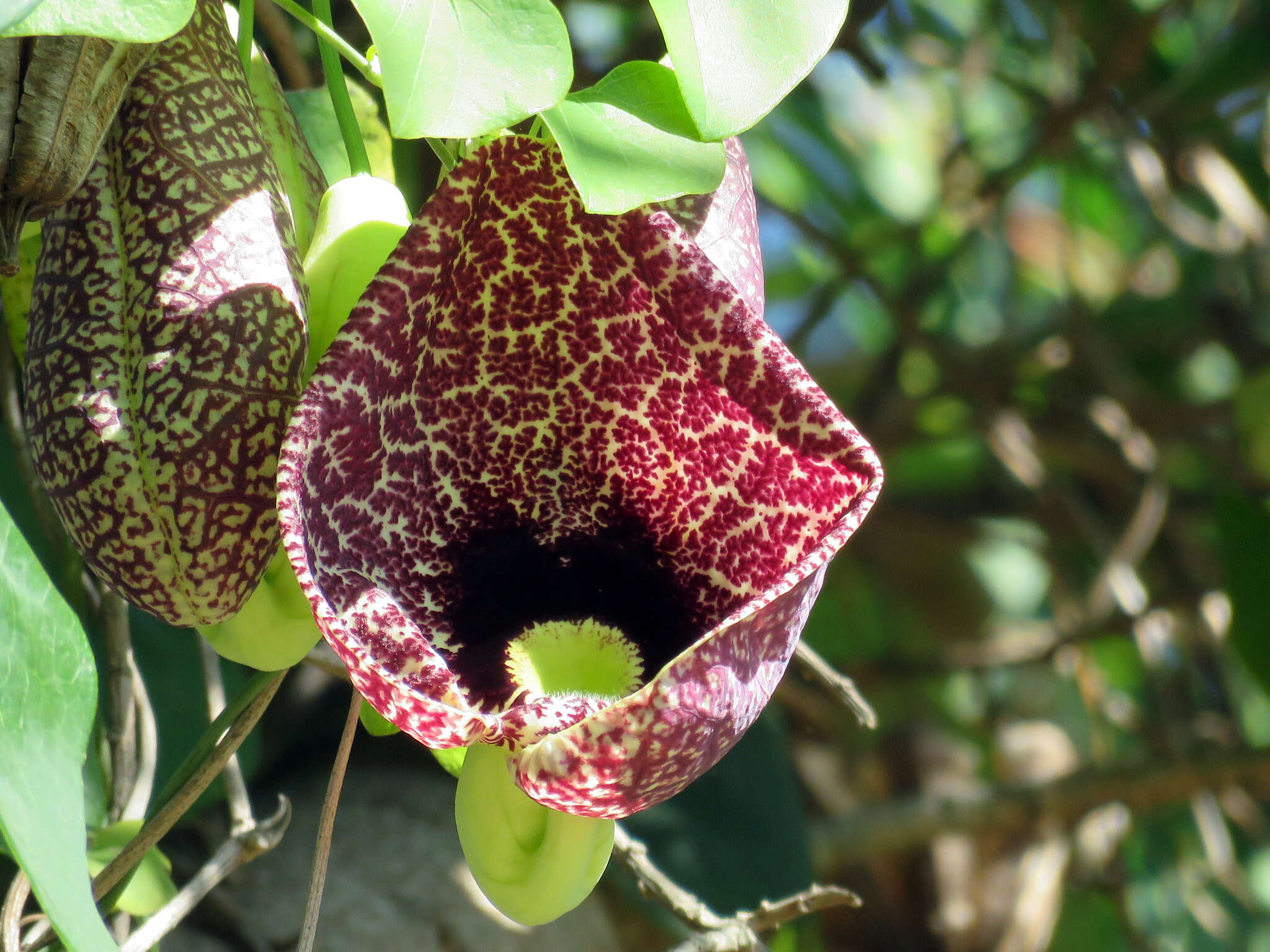 صورة Aristolochia elegans Mast.