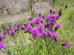 Image of Missouri ironweed