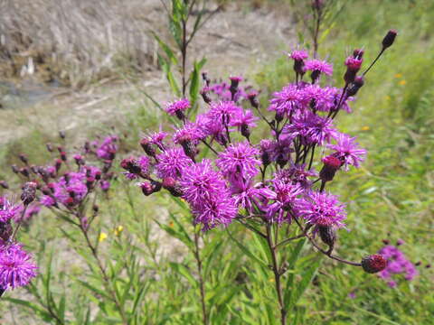 Vernonia missurica Rafin. resmi