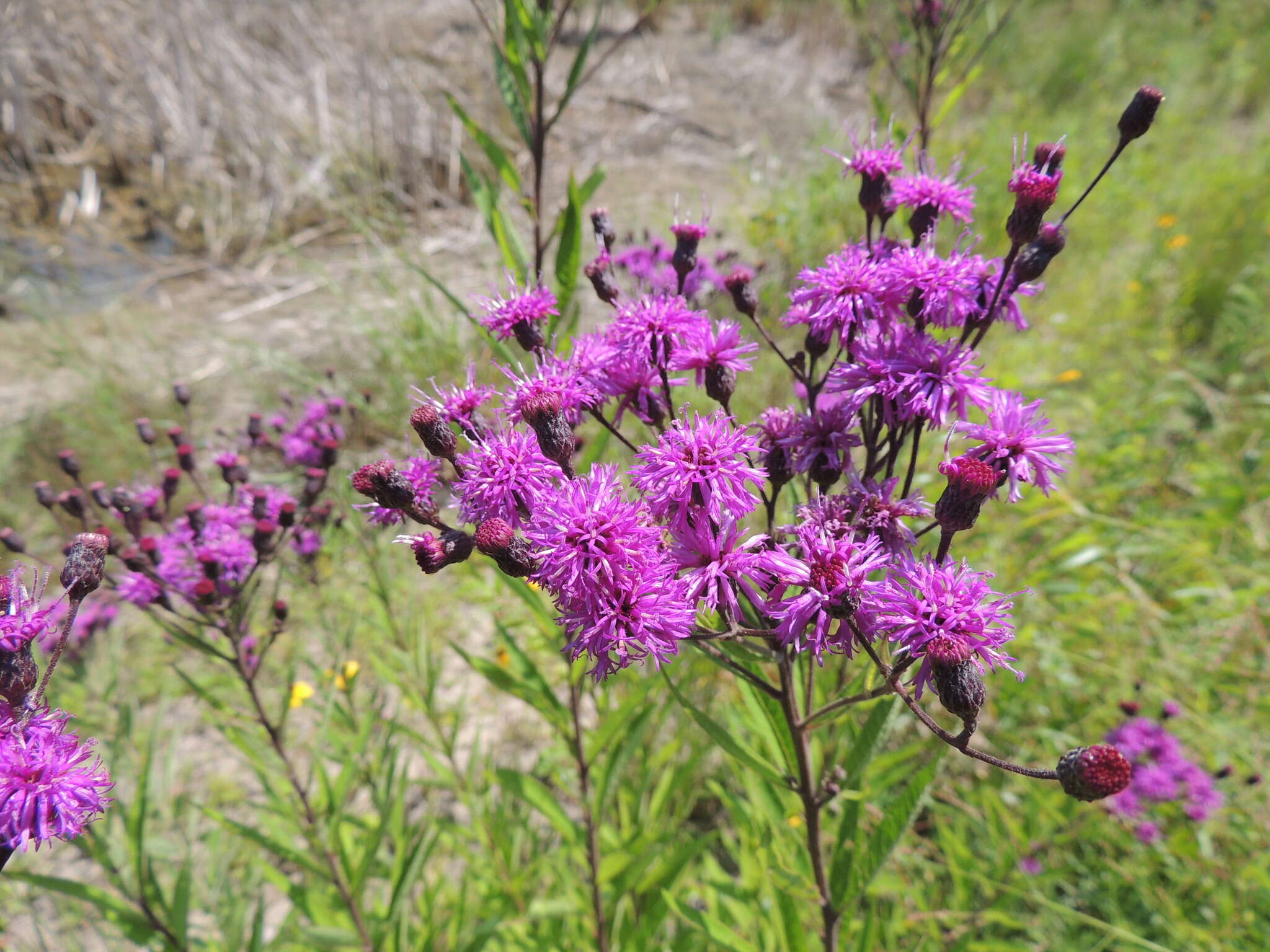 Vernonia missurica Rafin. resmi