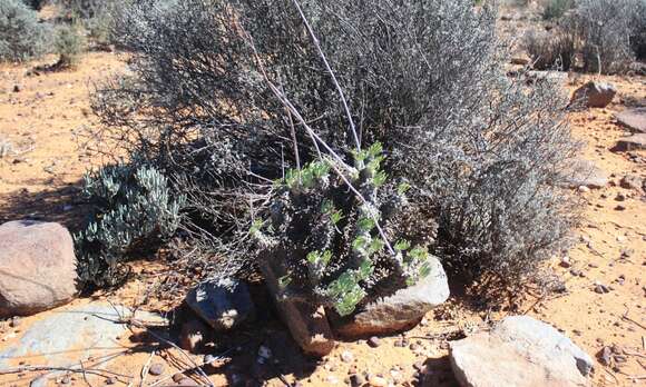 Image of Tylecodon wallichii subsp. ecklonianus (Harv.) H. Tölken