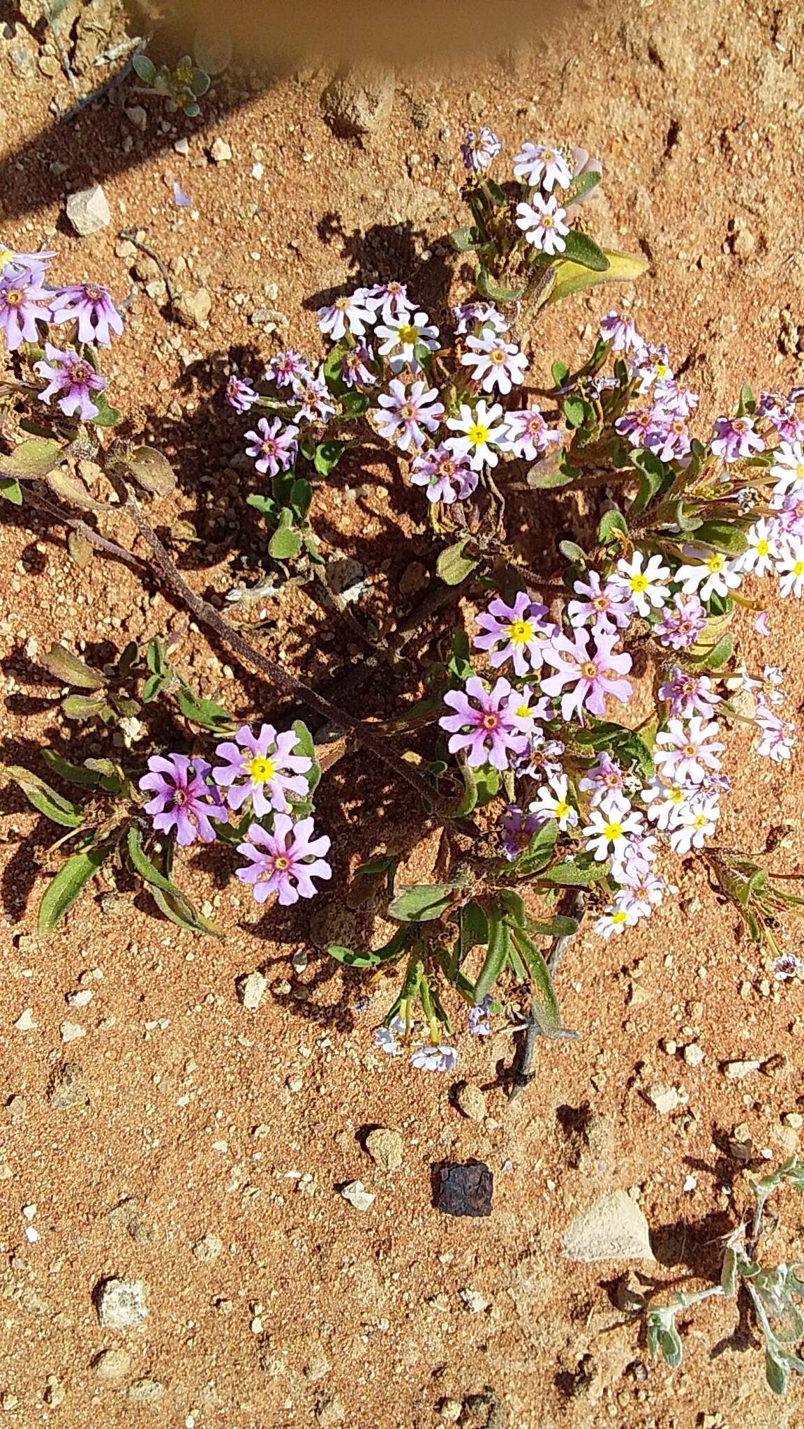 Image of Zaluzianskya affinis O. M. Hilliard